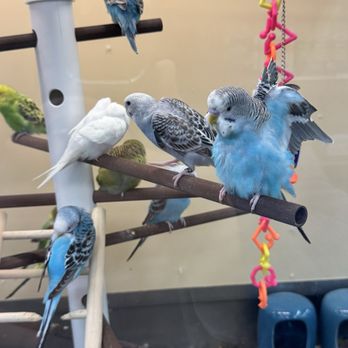 Petco - Parakeets - Pet Stores Near Me - San Jose, California Petco - Parakeets - Pet Stores Near Me - San Jose, California