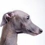 Photo of Ruff N' Ready Dog Grooming