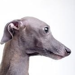 Ruff N' Ready Dog Grooming