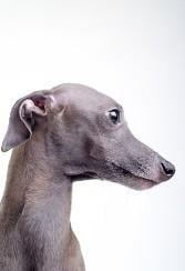 Ruff N' Ready Dog Grooming Image