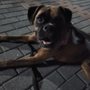Photo of We Prefer Dogs