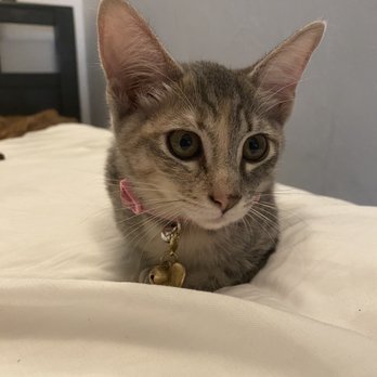 Catmandoo Rescue - Pet Adoption Near Me - Hawthorne, California