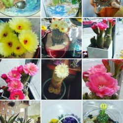 Crystal Gardens - Terrariums Place - Blooming cactus