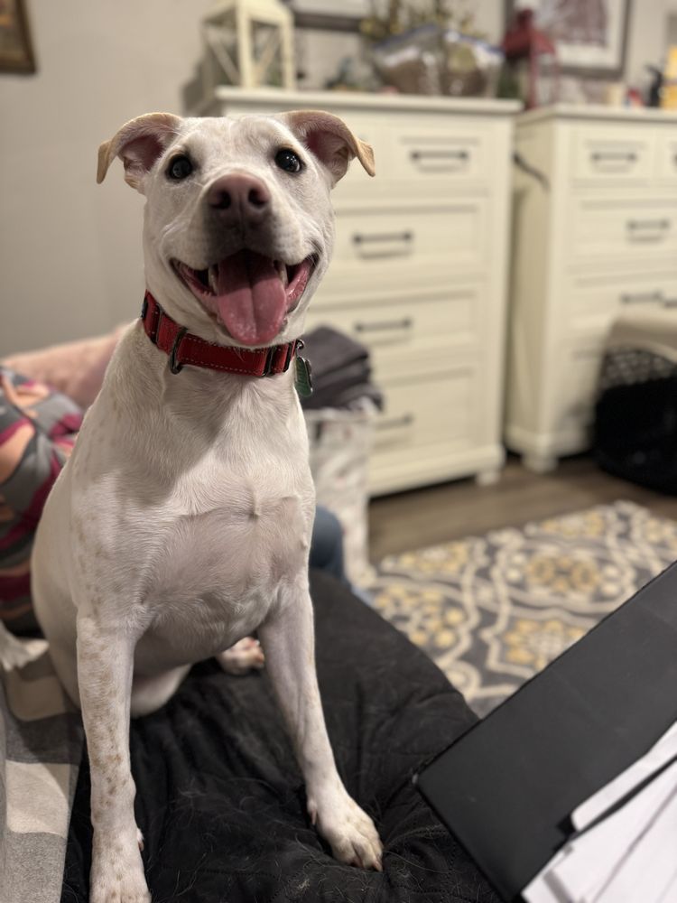 PAMPERED PET LODGE AT DUTCH HERITAGE FARMS Updated April 2024 41