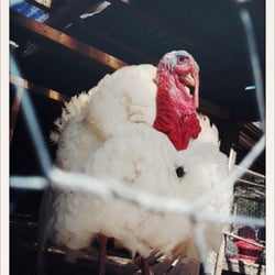 Harrisons Poultry