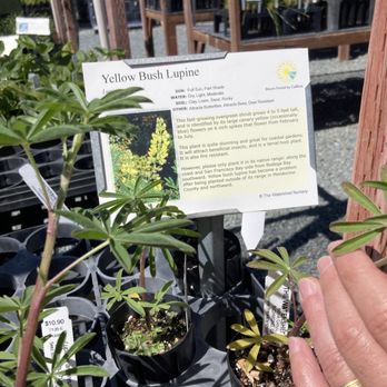 The Watershed Nursery - Nurseries & Gardening Near Me - Richmond, California The Watershed Nursery - Nurseries & Gardening Near Me - Richmond, California