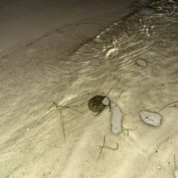 Destin Clear Kayak Rental - Hermit crab