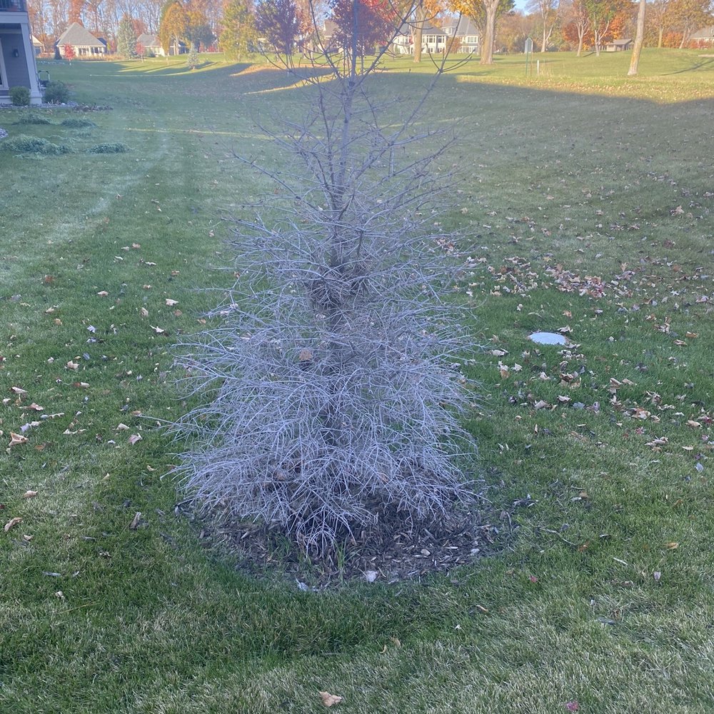 L & K Landscaping - Dead tree - Landscaping Near Me - Saint Michael, Minnesota L & K Landscaping - Dead tree - Landscaping Near Me - Saint Michael, Minnesota