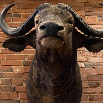 Shoemaker & Hardt Coffee - Taxidermy - Coffee & Tea Near Me - Wylie, Texas Shoemaker & Hardt Coffee - Taxidermy - Coffee & Tea Near Me - Wylie, Texas