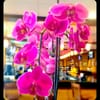 Royal Orchid gift card