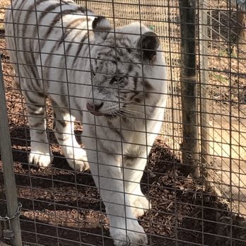 Noah's Ark Animal Sanctuary - Animal Shelters Near Me - Locust Grove, Georgia