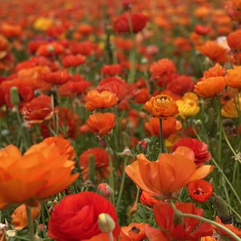 The Flower Fields - Venues & Event Spaces Near Me - Carlsbad, California The Flower Fields - Venues & Event Spaces Near Me - Carlsbad, California
