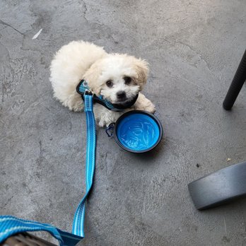 Hana Sushi - The cutest dog alive - Sushi Bars Near Me - Temecula, California Hana Sushi - The cutest dog alive - Sushi Bars Near Me - Temecula, California