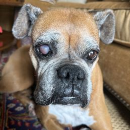 Eye ulcer healing slowly, needed more antibiotics and serum.