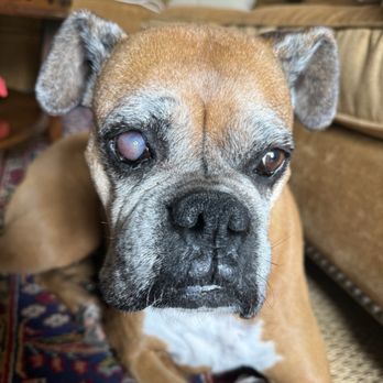 Veterinary Eye Clinic - Eye ulcer healing slowly, needed more antibiotics and serum. - Veterinarians Near Me - Alhambra, California