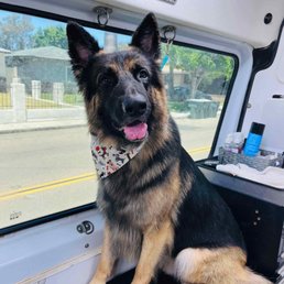 German shepherd: Porter