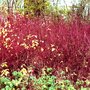 Photo of Woodgate Valley Country Park