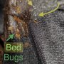 Bed Bugs Undercover