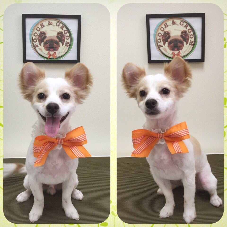 Yoshi The Long Hair Chihuahua And His Summer Cut And Rounded Teddy