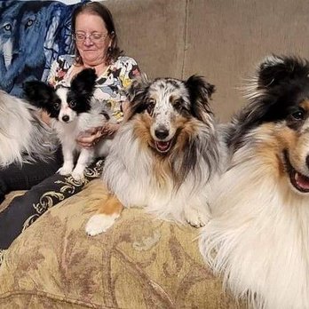 Petco - Angle, Sheltie. Nala, Papillion. Winter, Sheltie. Finnegan, Sheltie. Oh,,, and Dawn, Human. - Pet Stores Near Me - San Jose, California Petco - Angle, Sheltie. Nala, Papillion. Winter, Sheltie. Finnegan, Sheltie. Oh,,, and Dawn, Human. - Pet Stores Near Me - San Jose, California