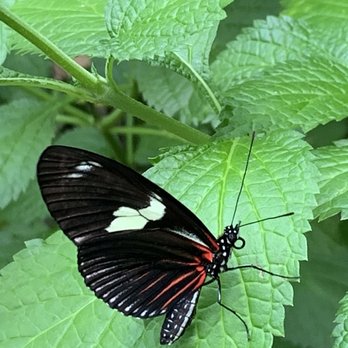The Butterfly Place - Butterfly - Botanical Gardens Near Me - Westford, Massachusetts