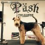 Photo of Pash The Canine Boudoir