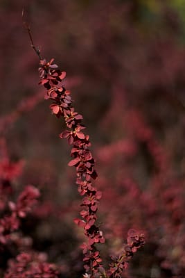 C & S Nursery by null