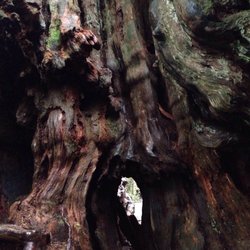 Quinault Big Cedar