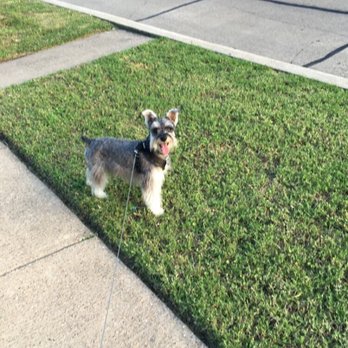 The Dog House - Pet Groomers Near Me - Garland, Texas
