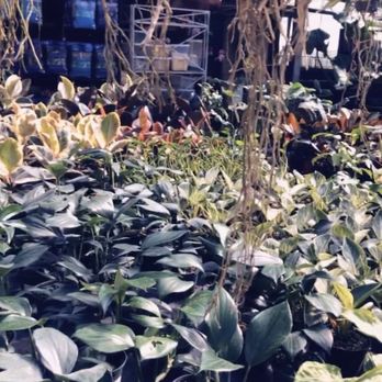 Perfect Choice Nursery - Nurseries & Gardening Near Me - Southwest Ranches, Florida Perfect Choice Nursery - Nurseries & Gardening Near Me - Southwest Ranches, Florida
