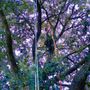 Photo of Crosby Tree Solutions