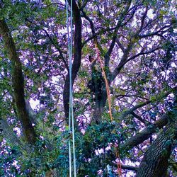 Crosby Tree Solutions