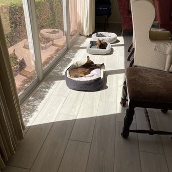 Flooring Direct - The dogs sunning themselves on the new tiles by the picture window - Flooring Near Me - Tucson, Arizona