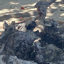 Cemetery Beach