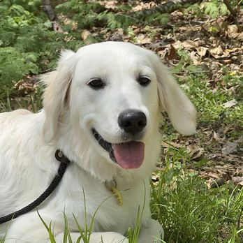 The Polite Dog - Pet Training Near Me - Falls Church, Virginia The Polite Dog - Pet Training Near Me - Falls Church, Virginia