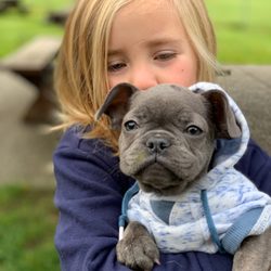Puppyland