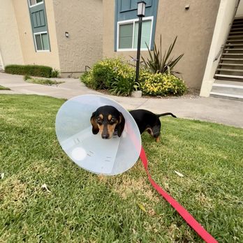 Vet Playas Veterinary Hospital - Veterinarians Near Me - Tijuana, BCN