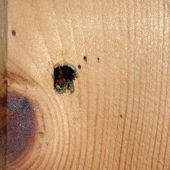 Squish Pest Control - Pest Control Near Me Squish Pest Control - Pest Control Near Me