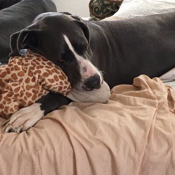 Homestead Animal Clinic - Vita sleeps on her giraffe - Veterinarians Near Me - Mesa, Arizona Homestead Animal Clinic - Vita sleeps on her giraffe - Veterinarians Near Me - Mesa, Arizona
