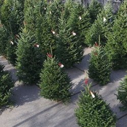Poppy's Christmas Trees