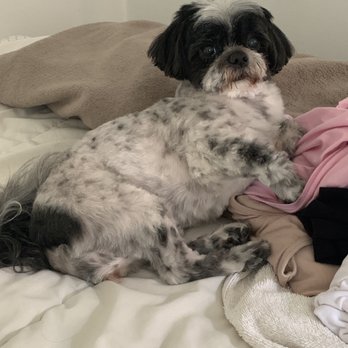 Madagascar Pet Services - Fifi hair cut - Pet Groomers Near Me - Sunnyside, New York