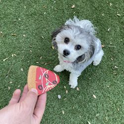 Venezia's New York Style Pizzeria - Venezia's Doggy Slice, show your PUP some love.