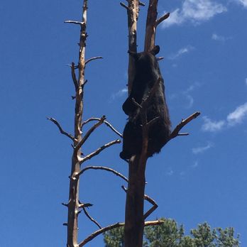Bearizona - Zoos Near Me - Williams, Arizona Bearizona - Zoos Near Me - Williams, Arizona