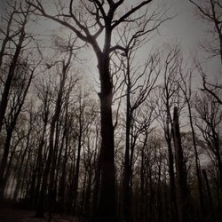 Washington Grove - Washington Grove