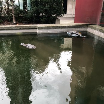 Sylvia's Restaurant and Lounge - Alligators in the pond! - Canadian (New) Near Me - Vancouver, British Columbia