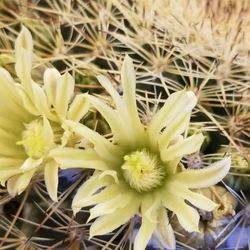 Central Arizona Cactus and Succulent Society - Almost as many blossoms ad there were thorns.