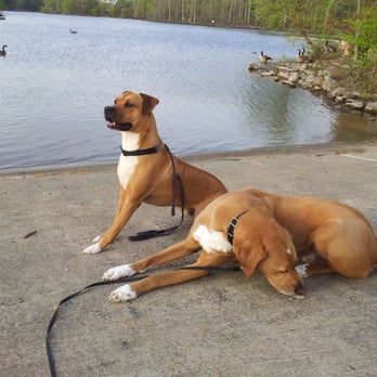 Commonwealth Pet Care - Dog Walkers Near Me Commonwealth Pet Care - Dog Walkers Near Me
