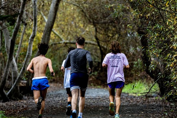 Monarch Butterfly Grove by null