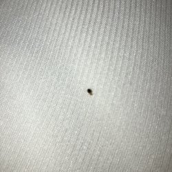 Super 8 by Wyndham Eufaula - Bed bugs.