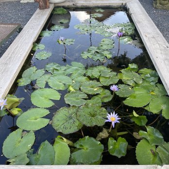 Nelson Water Gardens & Nursery - Nurseries & Gardening Near Me - Katy, Texas Nelson Water Gardens & Nursery - Nurseries & Gardening Near Me - Katy, Texas